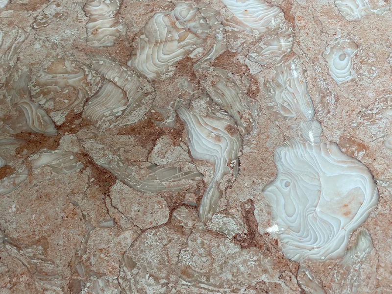 Pink Orient Fossil Limestone Slabs & Tiles For Countertop/ Flooring / Vanity Tops