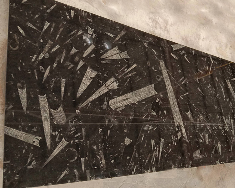 Fossil Black Marble Slabs Underwater World Veins