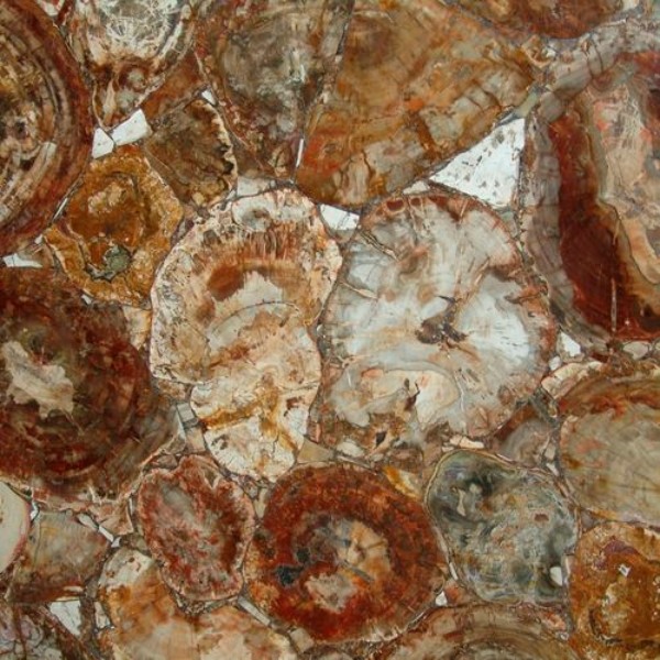 Petrified wood